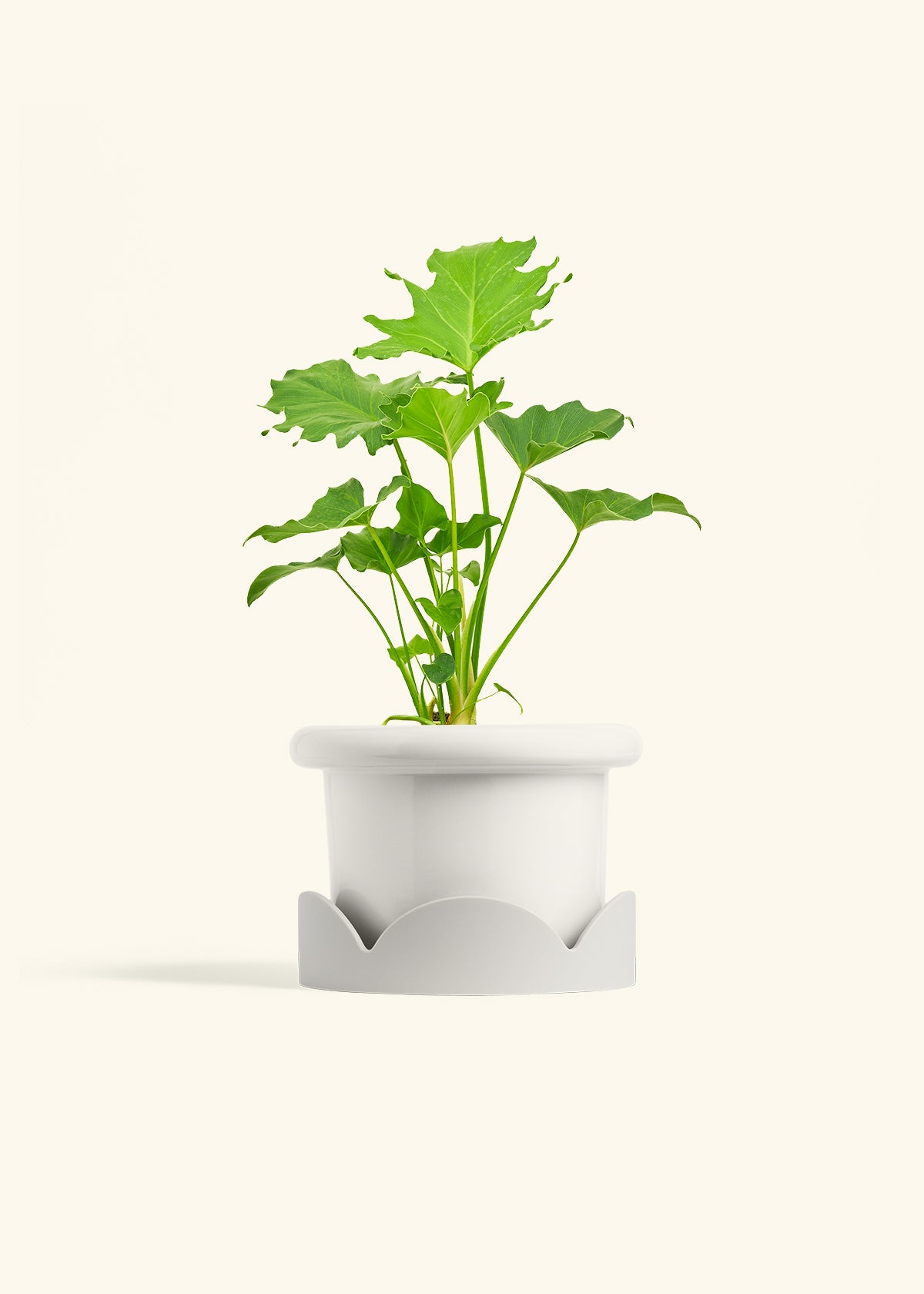 Philodendron Little Hope in a 6 inches Fat Lip White Planter in a Oat Petal Drip Tray