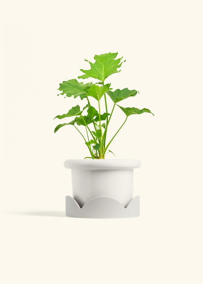 Philodendron Little Hope in a 6 inches Fat Lip White Planter in a Oat Petal Drip Tray