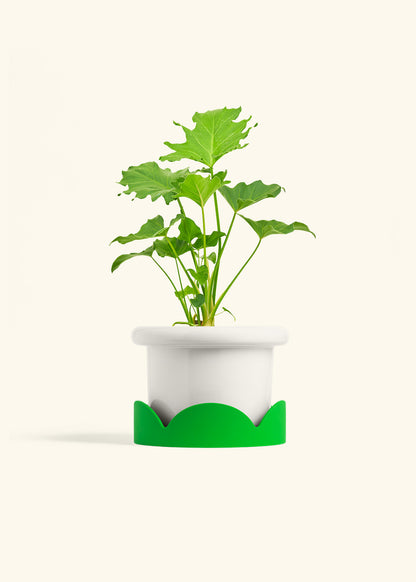 Philodendron Little Hope in a 6 inches Fat Lip White Planter in a Shamrock Petal Drip Tray