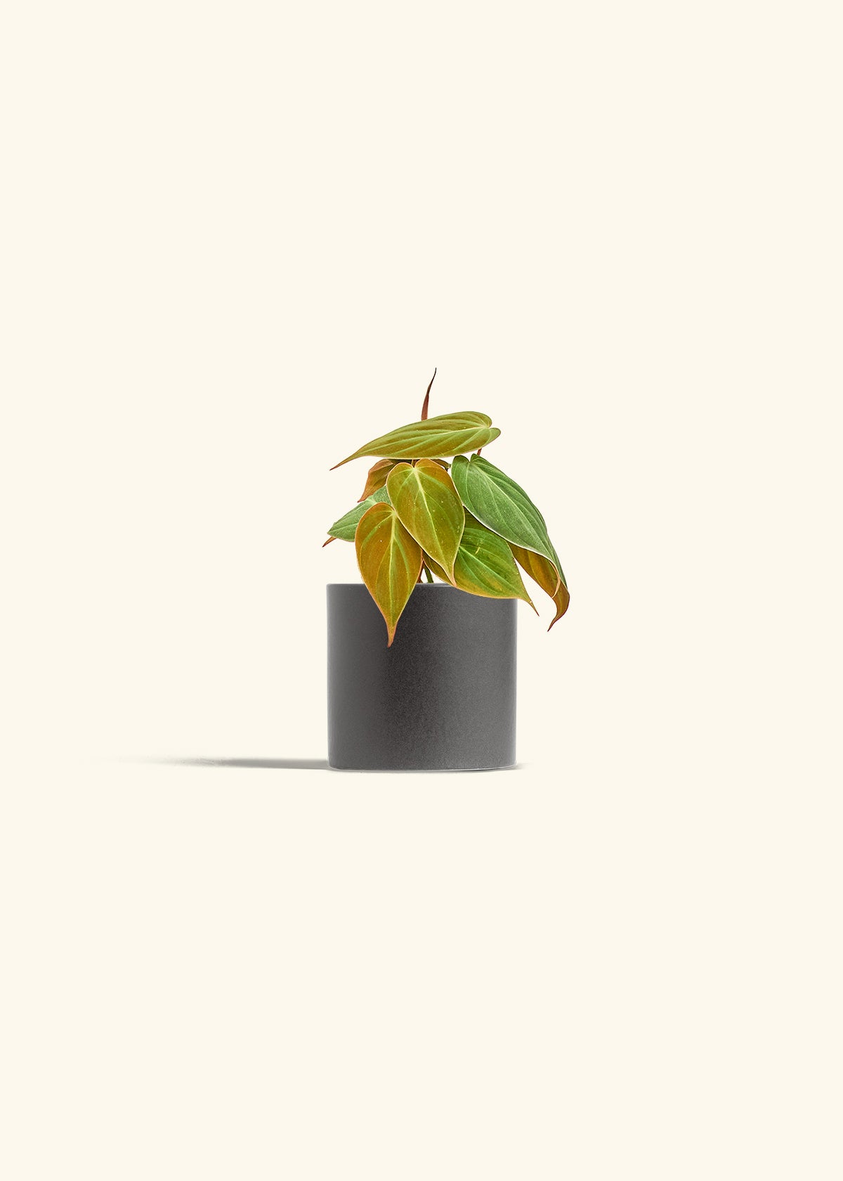 Velvet Leaf Philodendron in a 4 inches Charcoal Classic Cylinder Planter in a Oat Petal Drip Tray