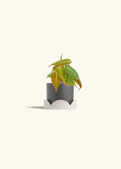 Velvet Leaf Philodendron in a 4 inches Oat Classic Cylinder Planter in a Shamrock Petal Drip Tray
