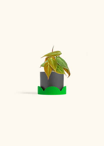 Velvet Leaf Philodendron in a 4 inches Charcoal Classic Cylinder Planter in a Shamrock Petal Drip Tray