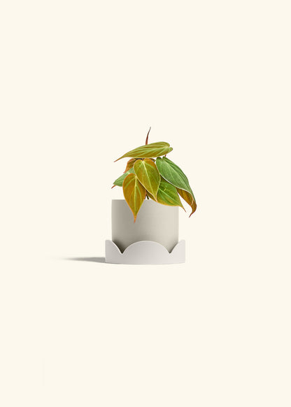 Velvet Leaf Philodendron in a 4 inches Oat Classic Cylinder Planter in a Oat Petal Drip Tray