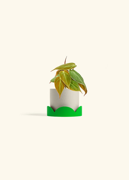 Velvet Leaf Philodendron in a 4 inches Charcoal Classic Cylinder Planter 