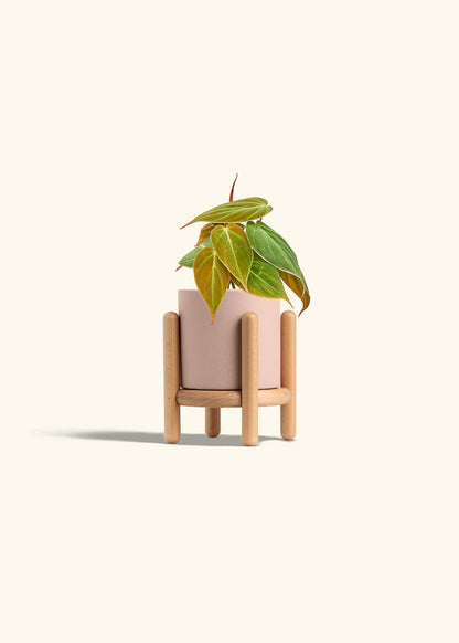 Velvet Leaf Philodendron in a 4 inches Pink Classic Cylinder Planter in a Beech Wood Stand