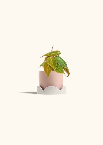 Velvet Leaf Philodendron in a 4 inches Pink Classic Cylinder Planter in a Oat Petal Drip Tray
