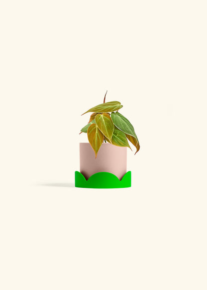 Velvet Leaf Philodendron in a 4 inches Pink Classic Cylinder Planter in a Shamrock Petal Drip Tray