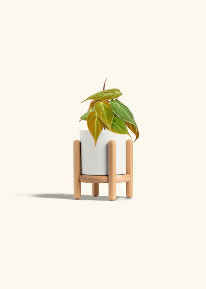 Velvet Leaf Philodendron in a 4 inches White Classic Cylinder Planter in a Beech Wood Stand