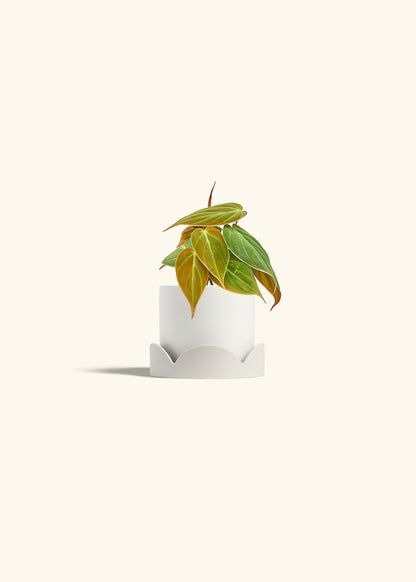 Velvet Leaf Philodendron in a 4 inches White Classic Cylinder Planter in a Oat Petal Drip Tray