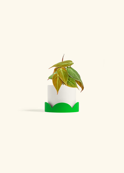 Velvet Leaf Philodendron in a 4 inches White Classic Cylinder Planter in a Shamrock Petal Drip Tray