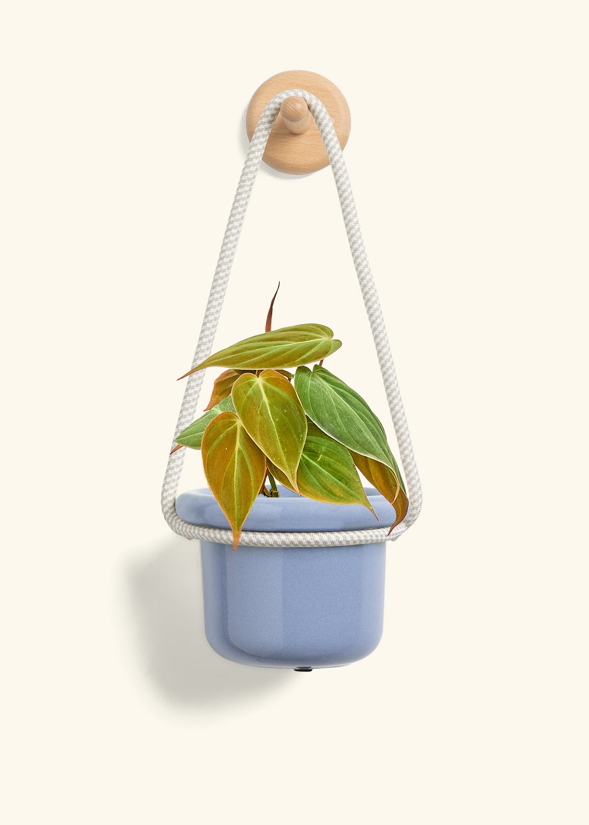 Velvet Leaf Philodendron, Small