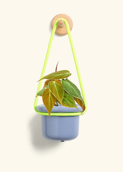 Velvet Leaf Philodendron, Small
