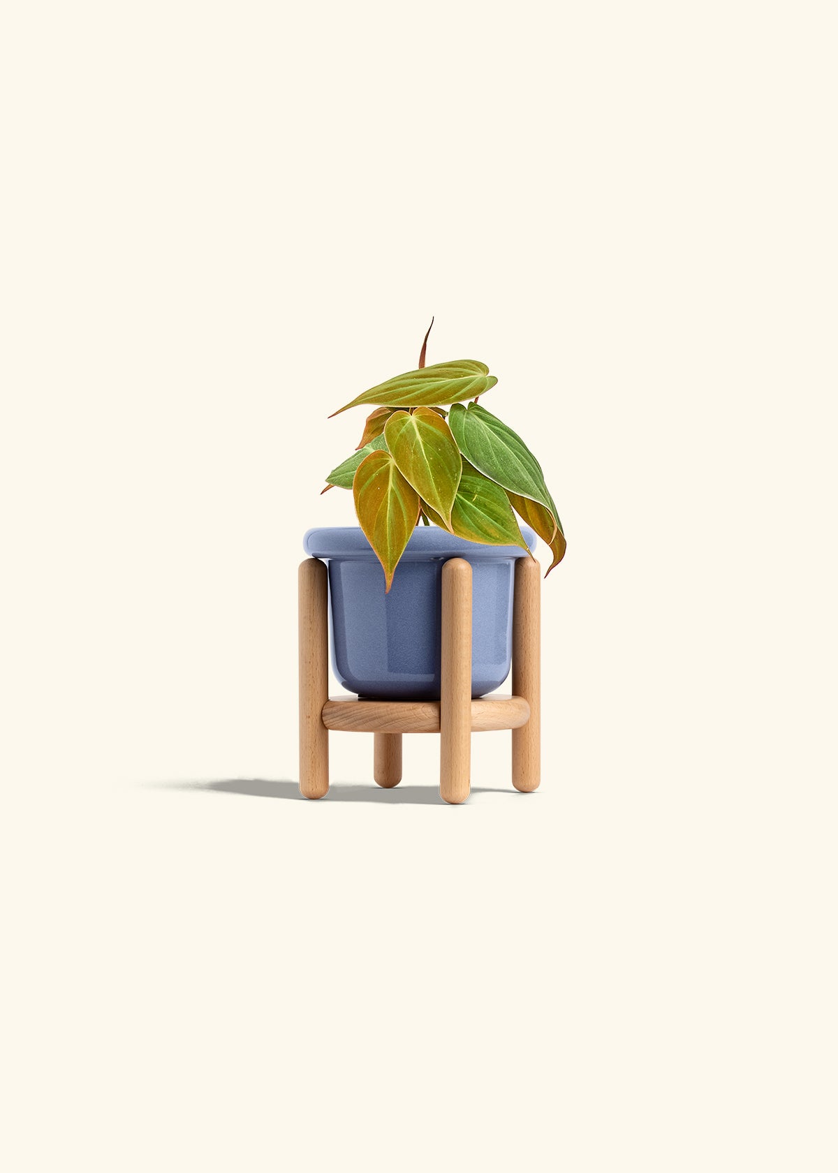 Velvet Leaf Philodendron in a 4 inches Fat Lip Red Planter 
