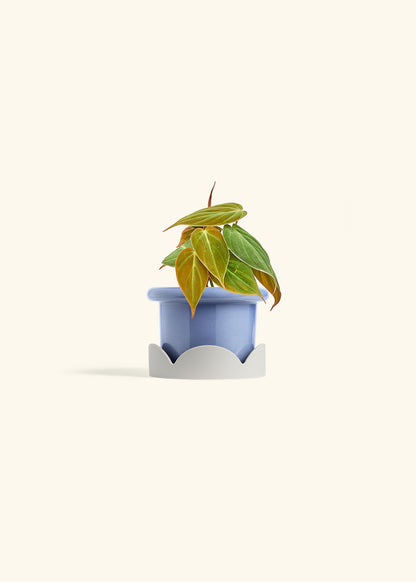 Velvet Leaf Philodendron in a 4 inches Fat Lip Blue Planter in a Oat Petal Drip Tray