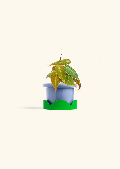 Velvet Leaf Philodendron in a 4 inches Fat Lip Blue Planter in a Shamrock Petal Drip Tray