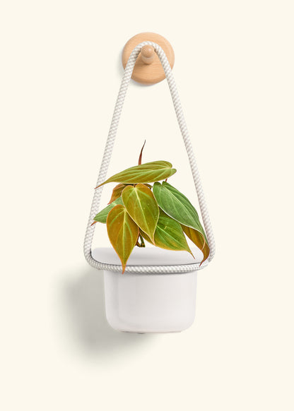 Velvet Leaf Philodendron, Small