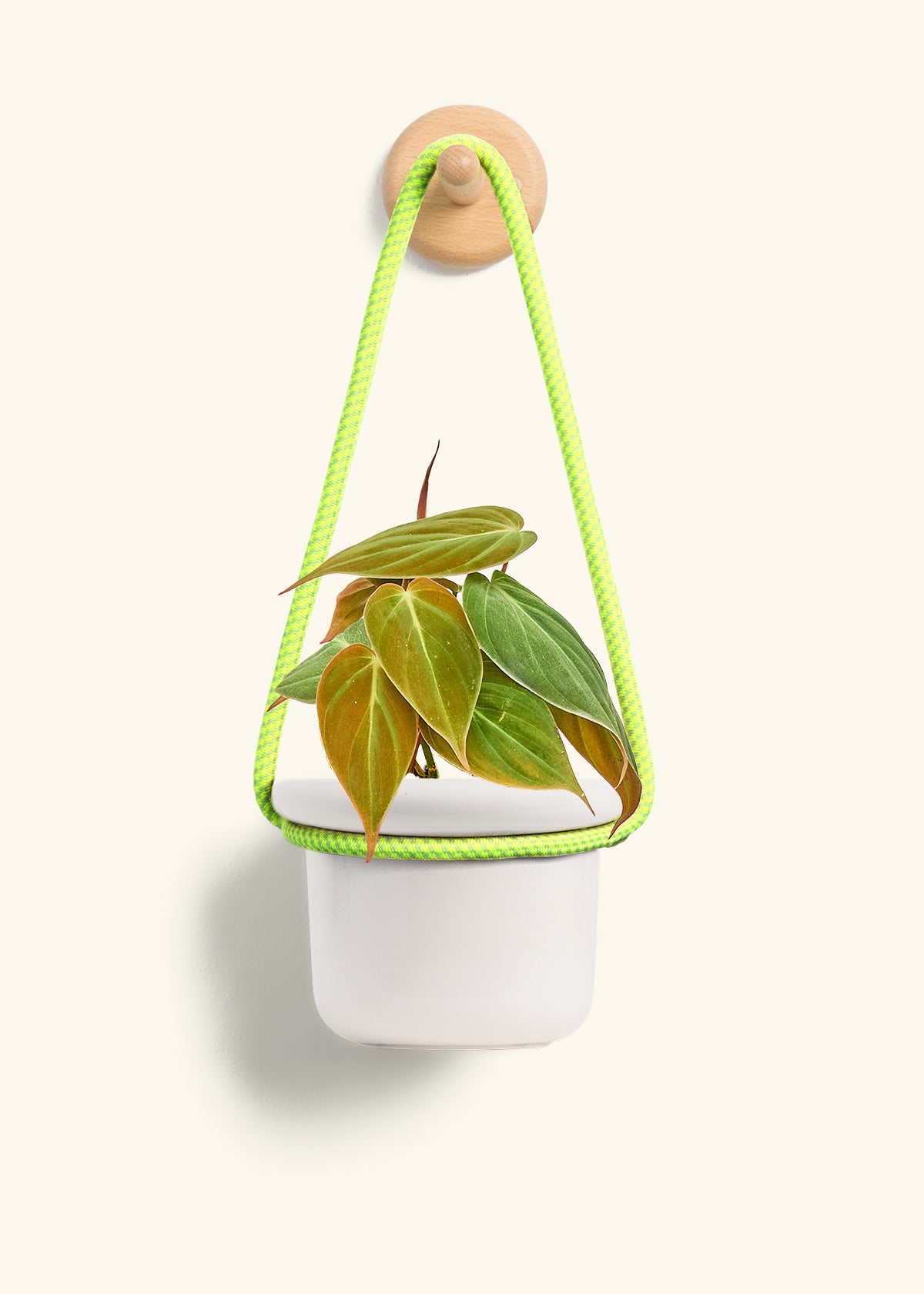 Velvet Leaf Philodendron, Small