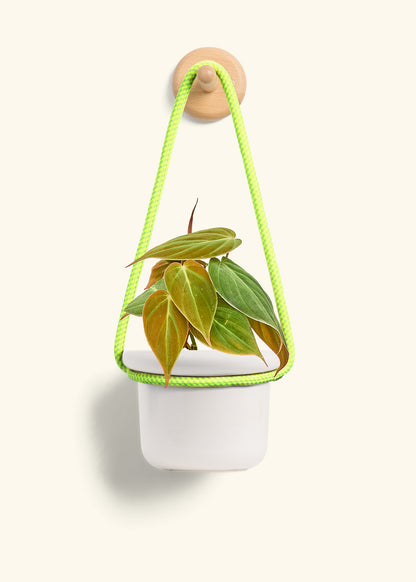 Velvet Leaf Philodendron, Small