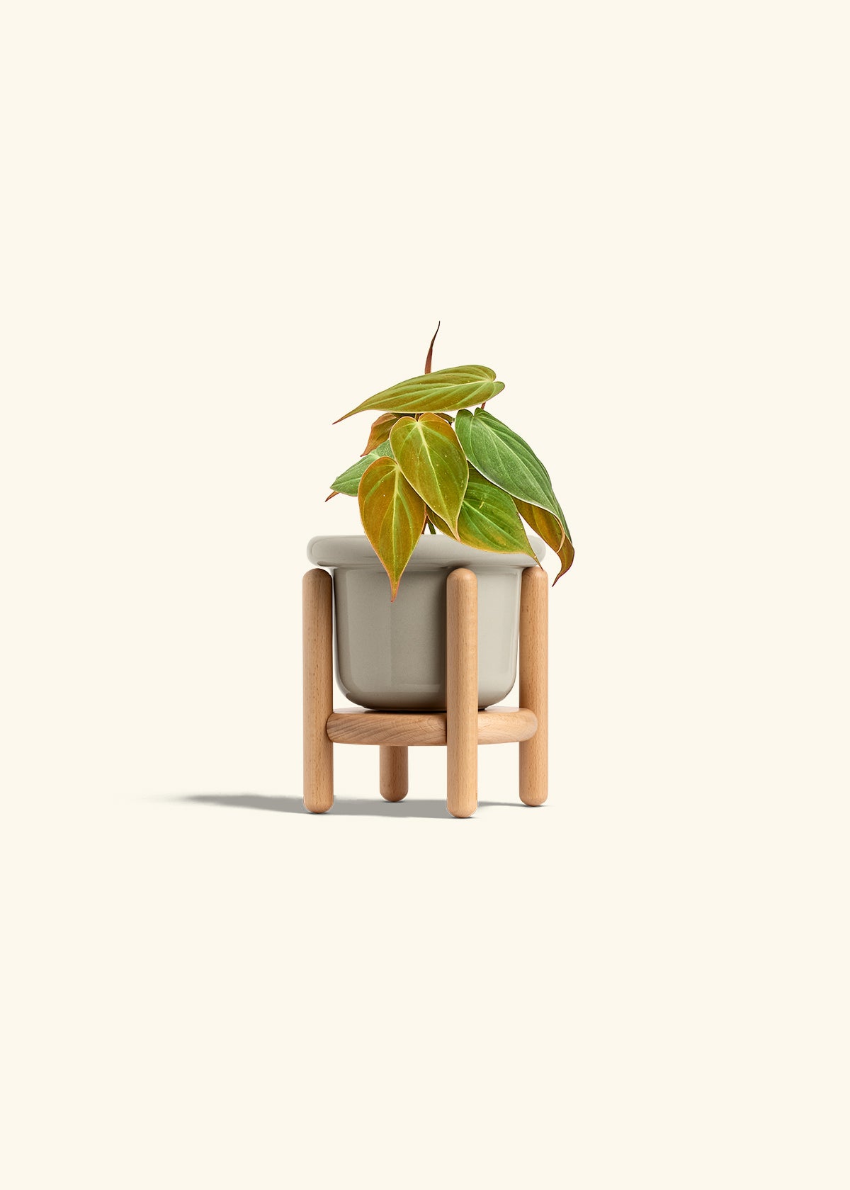 Velvet Leaf Philodendron in a 4 inches Fat Lip Oat Planter in a Beech Wood Stand