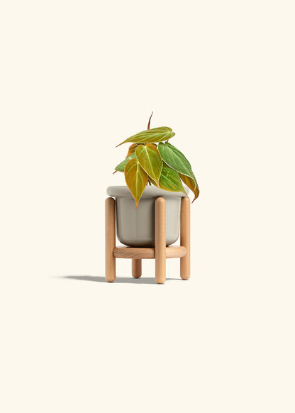 Velvet Leaf Philodendron in a 4 inches Fat Lip Oat Planter in a Beech Wood Stand
