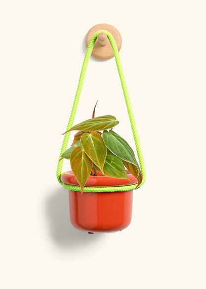 Velvet Leaf Philodendron, Small