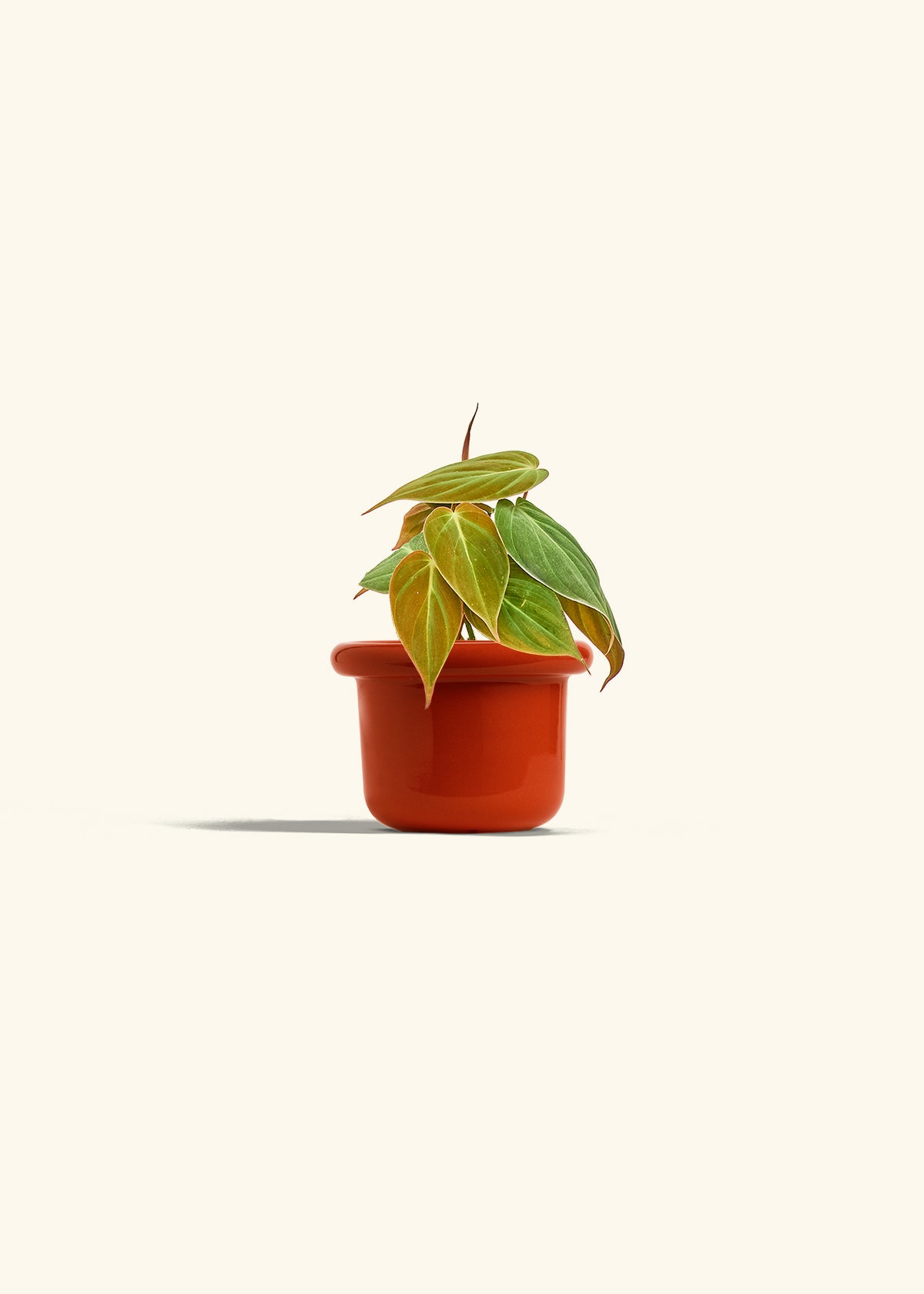Velvet Leaf Philodendron in a 4 inches Fat Lip Blue Planter in a Beech Wood Stand