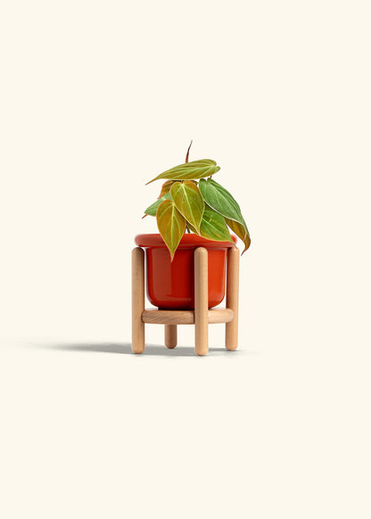 Velvet Leaf Philodendron in a 4 inches Fat Lip Red Planter in a Beech Wood Stand