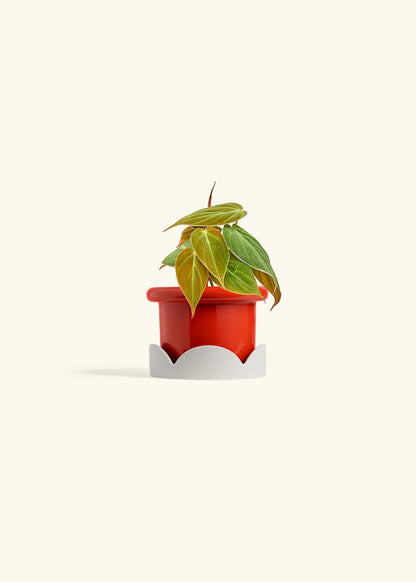 Velvet Leaf Philodendron in a 4 inches Fat Lip Red Planter in a Oat Petal Drip Tray