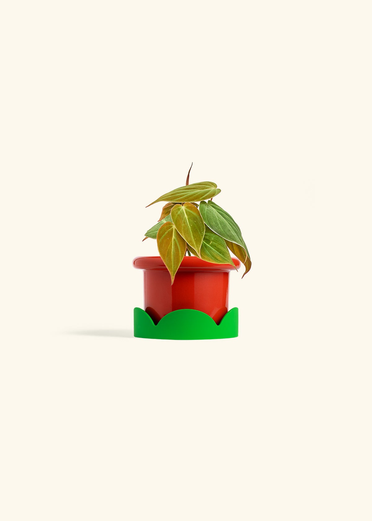 Velvet Leaf Philodendron in a 4 inches Fat Lip Red Planter in a Shamrock Petal Drip Tray