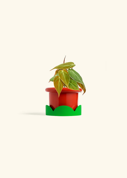 Velvet Leaf Philodendron in a 4 inches Fat Lip Red Planter in a Shamrock Petal Drip Tray