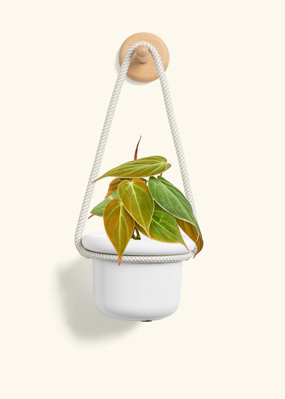 Velvet Leaf Philodendron, Small