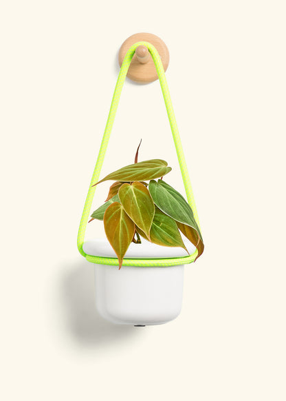 Velvet Leaf Philodendron, Small