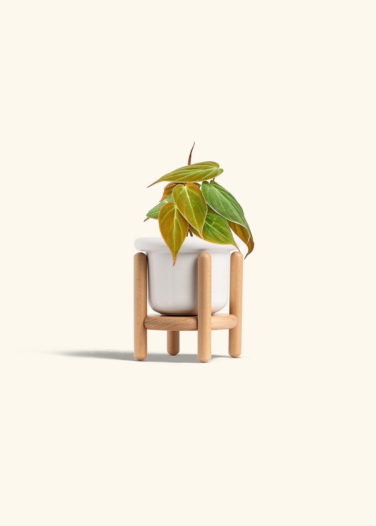 Velvet Leaf Philodendron in a 4 inches Fat Lip White Planter in a Beech Wood Stand