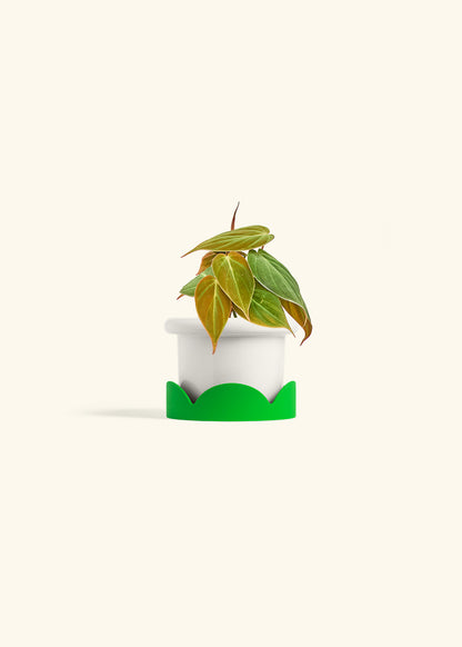 Velvet Leaf Philodendron in a 4 inches Fat Lip White Planter in a Shamrock Petal Drip Tray