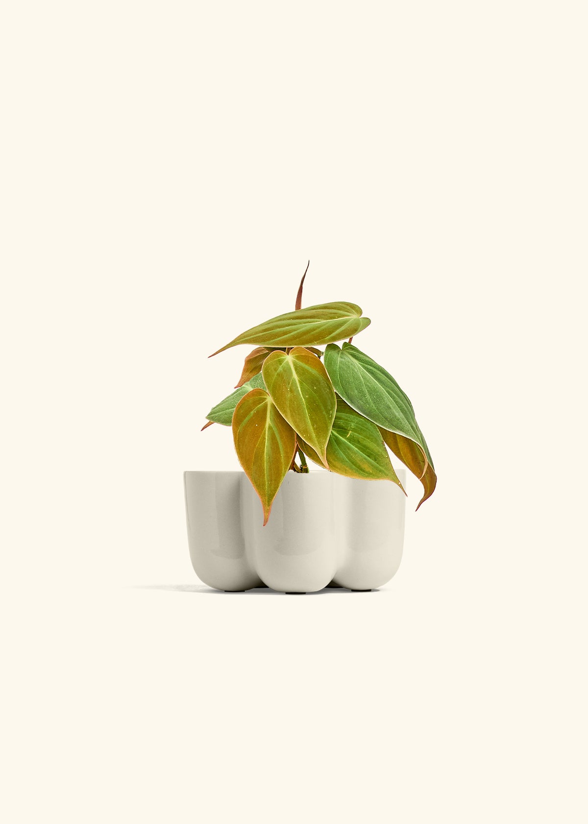 Velvet Leaf Philodendron in a 4 inches in a Oat Petal Planter
