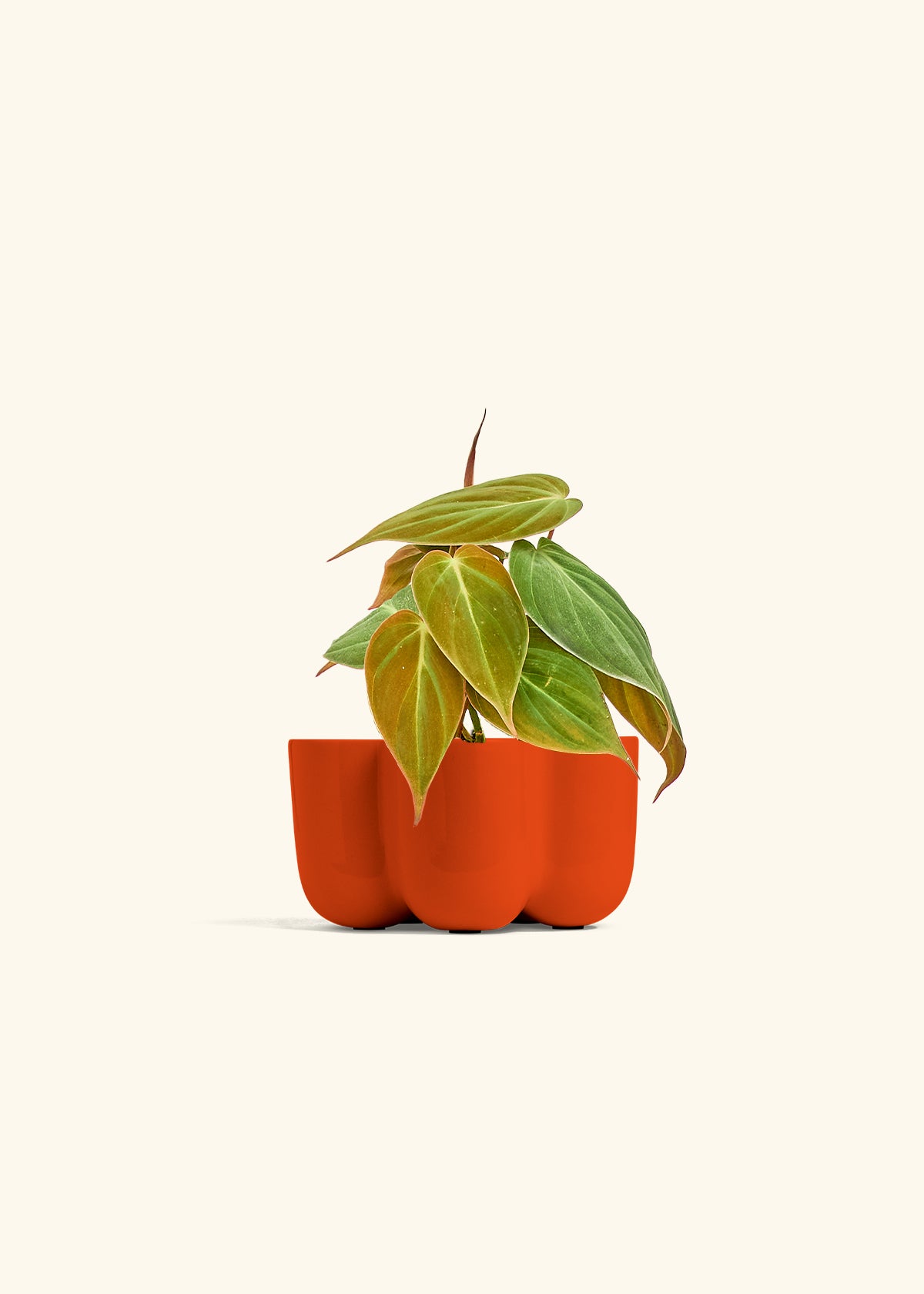 Velvet Leaf Philodendron in a 4 inches in a Red Petal Planter