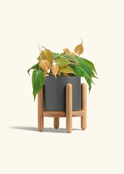 Velvet Leaf Philodendron in a 6 inches Charcoal Classic Cylinder Planter in a Beech Wood Stand