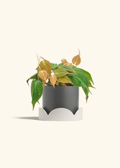 Velvet Leaf Philodendron in a 6 inches Charcoal Classic Cylinder Planter in a Oat Petal Drip Tray