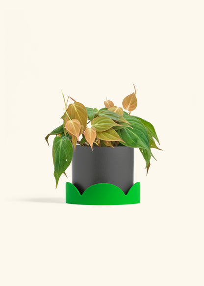 Velvet Leaf Philodendron in a 6 inches Charcoal Classic Cylinder Planter in a Shamrock Petal Drip Tray