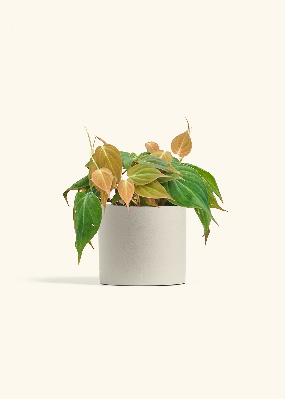 Velvet Leaf Philodendron in a 6 inches Oat Classic Cylinder Planter 