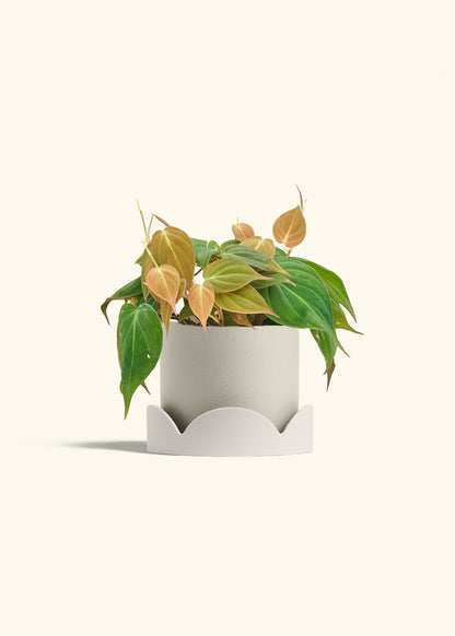 Velvet Leaf Philodendron in a 6 inches Oat Classic Cylinder Planter in a Oat Petal Drip Tray