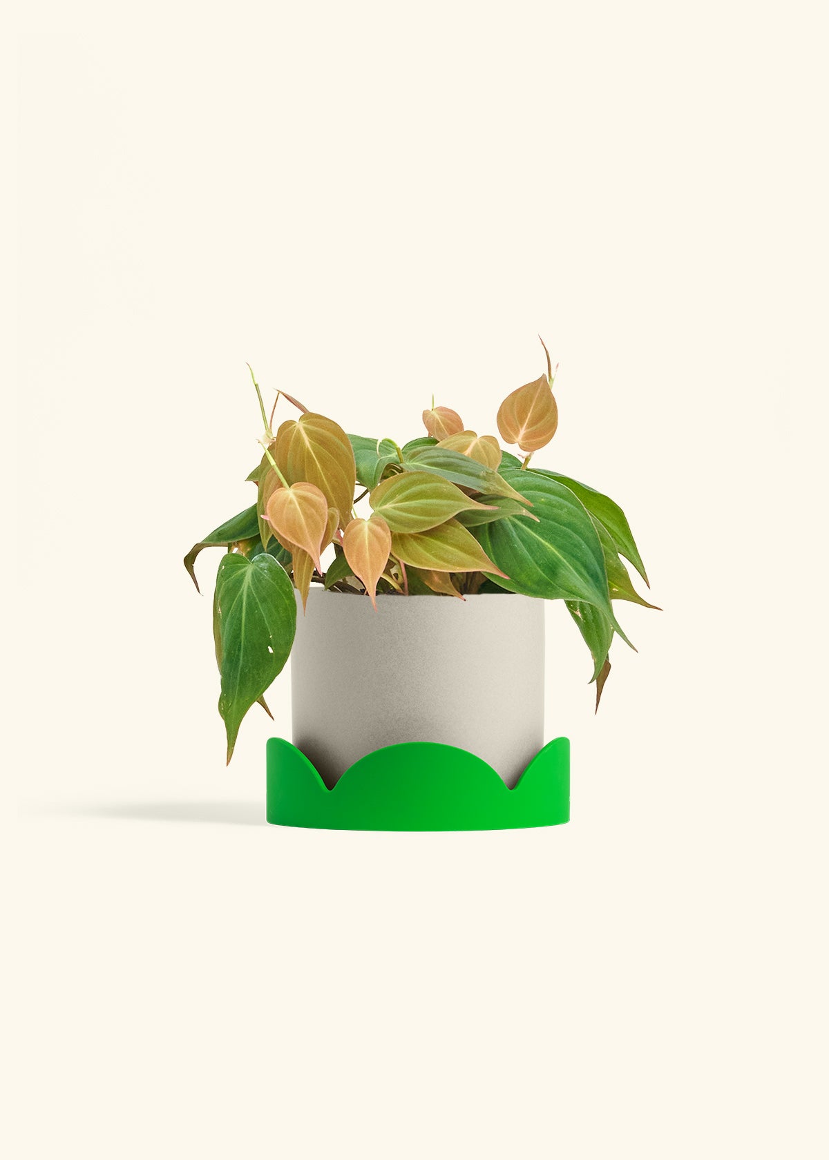 Velvet Leaf Philodendron in a 6 inches Oat Classic Cylinder Planter in a Shamrock Petal Drip Tray