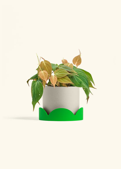 Velvet Leaf Philodendron in a 6 inches Oat Classic Cylinder Planter in a Shamrock Petal Drip Tray