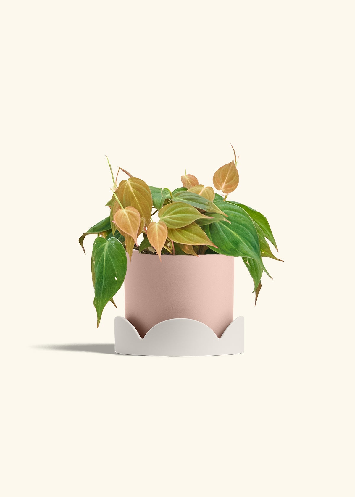 Velvet Leaf Philodendron in a 6 inches Pink Classic Cylinder Planter in a Oat Petal Drip Tray