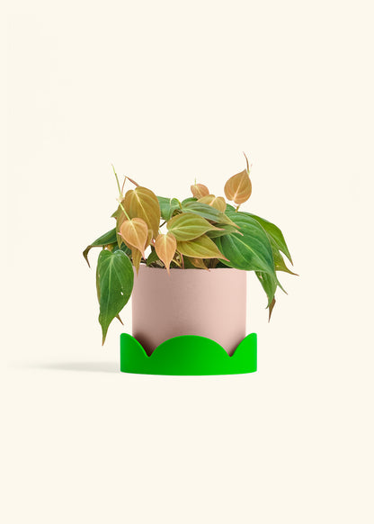 Velvet Leaf Philodendron in a 6 inches Pink Classic Cylinder Planter in a Shamrock Petal Drip Tray