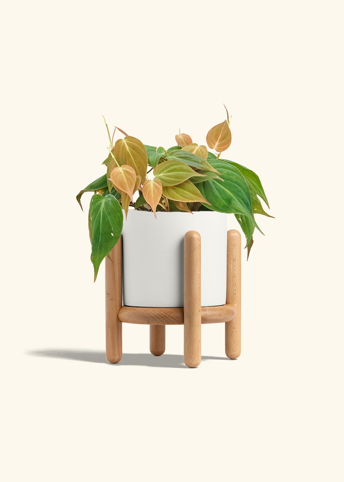 Velvet Leaf Philodendron in a 6 inches White Classic Cylinder Planter in a Beech Wood Stand
