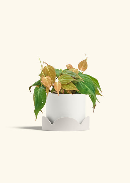 Velvet Leaf Philodendron in a 6 inches White Classic Cylinder Planter in a Oat Petal Drip Tray