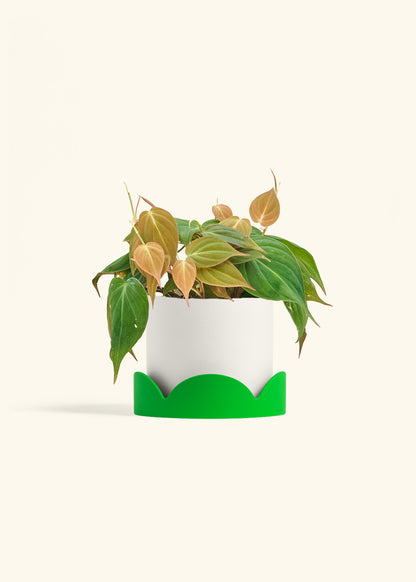 Velvet Leaf Philodendron in a 6 inches White Classic Cylinder Planter in a Shamrock Petal Drip Tray