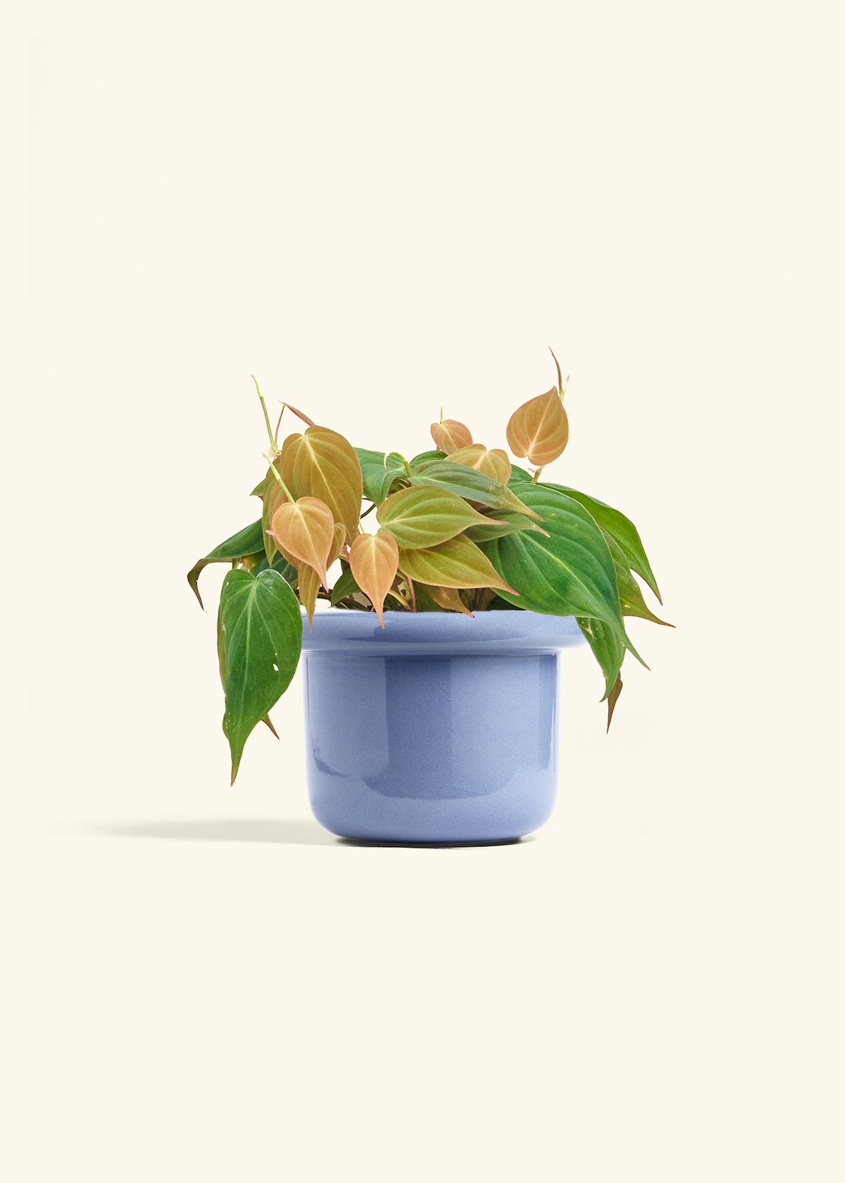 Velvet Leaf Philodendron in a 6 inches Fat Lip Blue Planter 