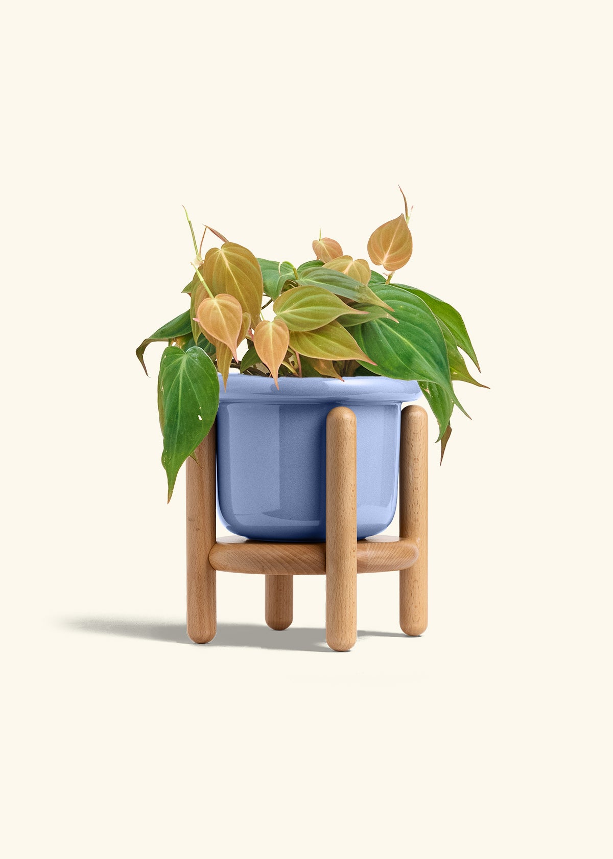 Velvet Leaf Philodendron in a 6 inches Fat Lip Blue Planter in a Beech Wood Stand
